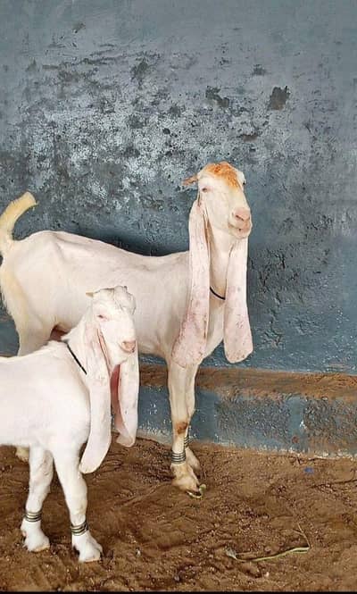 MashAllah Gulabi bakri with Pure male kid 4 months