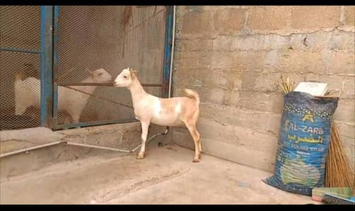 Teddy bakri for sale
