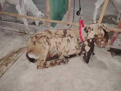 KAMORI TOTAPARI GULABI
