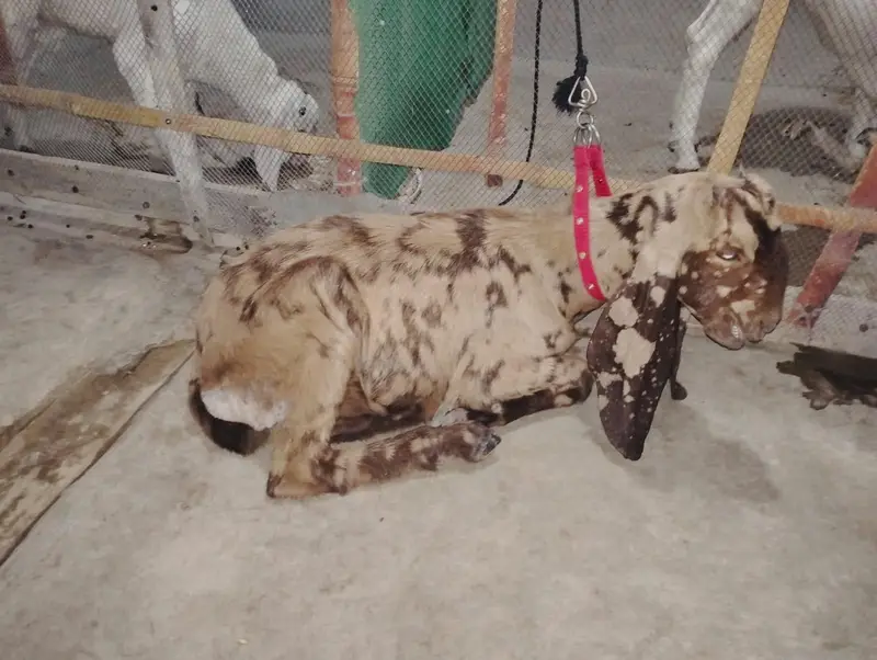 KAMORI TOTAPARI GULABI — photo 2
