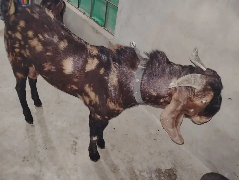 KAMORI TOTAPARI GULABI — photo 5
