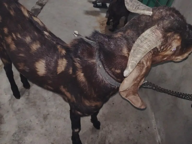KAMORI TOTAPARI GULABI — photo 6