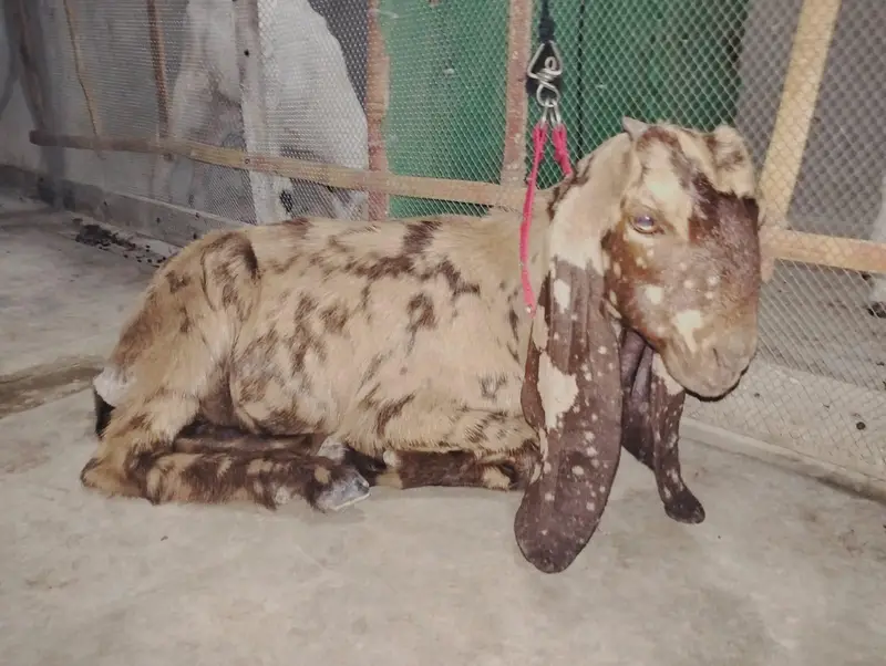KAMORI TOTAPARI GULABI — photo 9