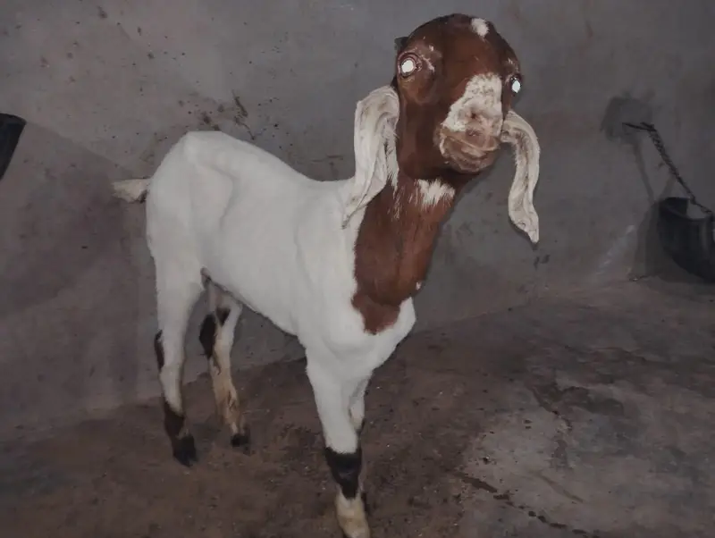 KAMORI TOTAPARI GULABI — photo 11