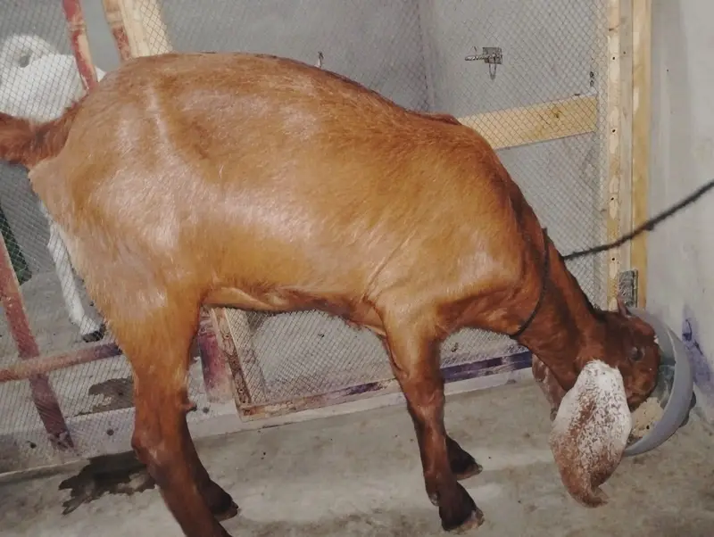 KAMORI TOTAPARI GULABI — photo 12