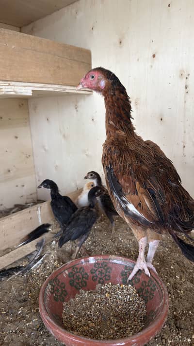 3 aseel female for sale and polish and white buff fertile eggs