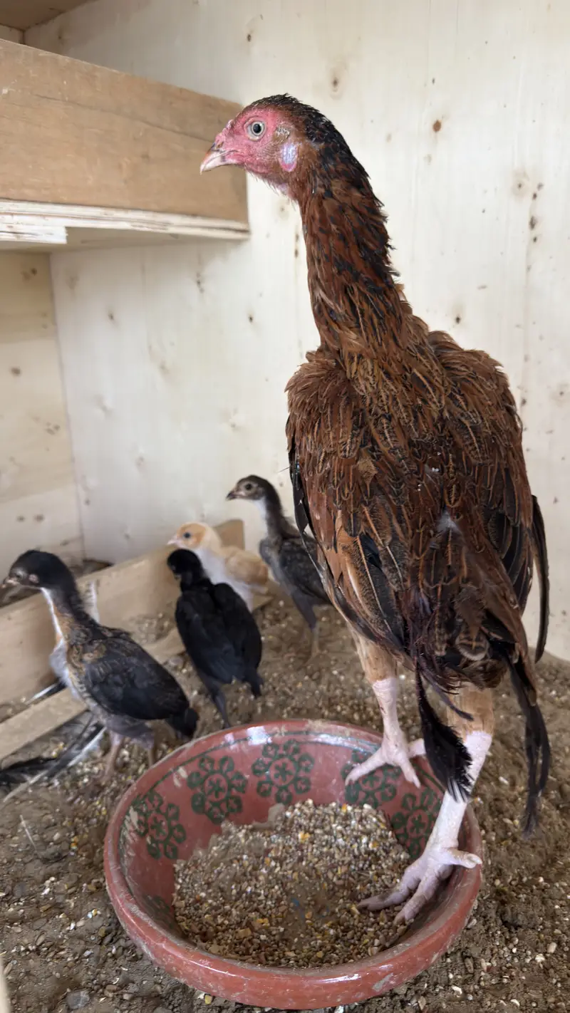 3 aseel female for sale and polish and white buff fertile eggs — photo 2