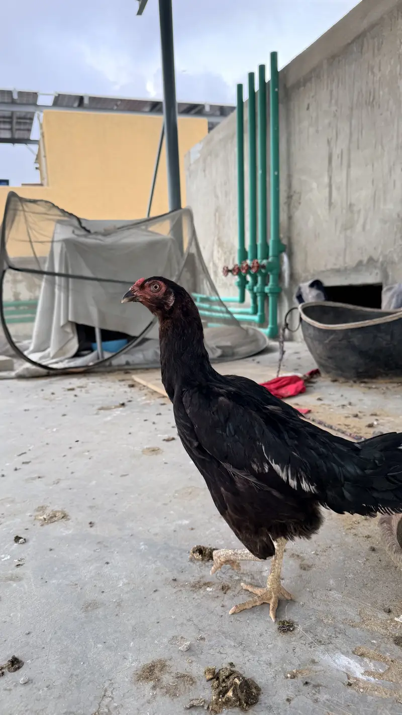 3 aseel female for sale and polish and white buff fertile eggs — photo 3