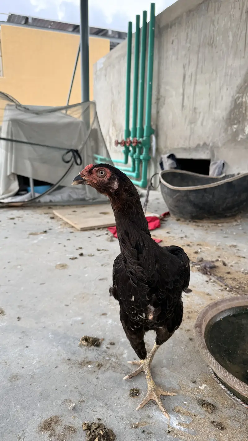 3 aseel female for sale and polish and white buff fertile eggs — photo 4