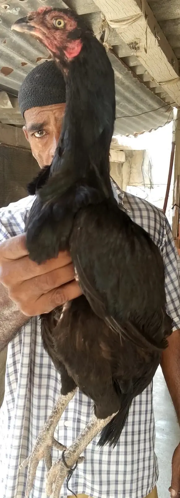 3 aseel female for sale and polish and white buff fertile eggs — photo 5