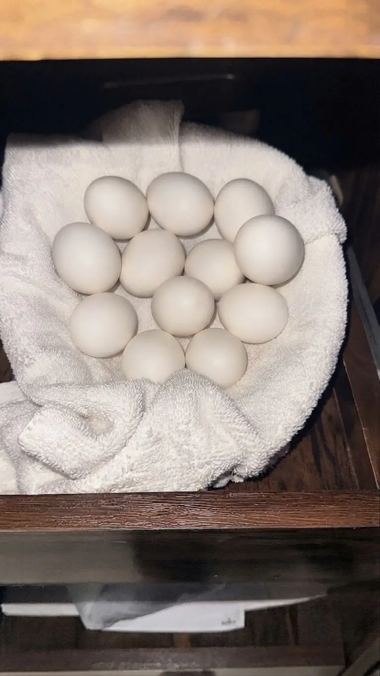 3 aseel female for sale and polish and white buff fertile eggs — photo 6