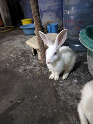 male and female mix he choty bary sab