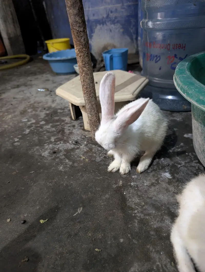 male and female mix he choty bary sab — photo 2