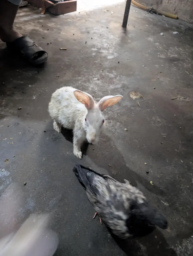 male and female mix he choty bary sab — photo 3