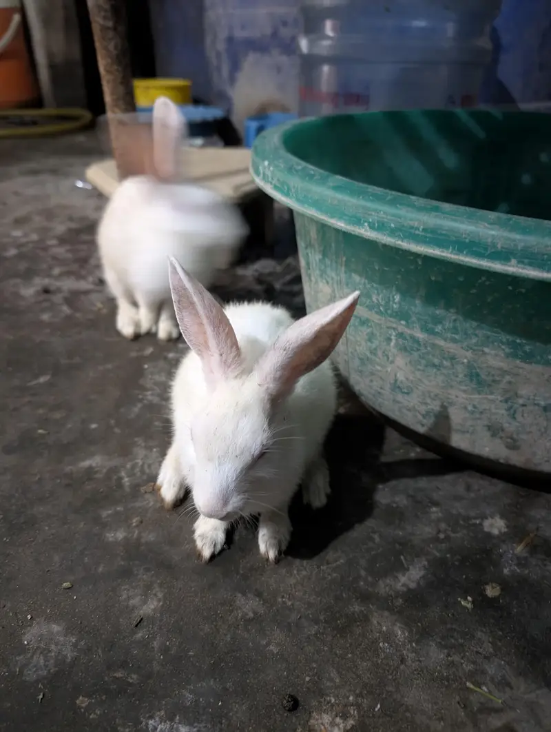 male and female mix he choty bary sab — photo 4