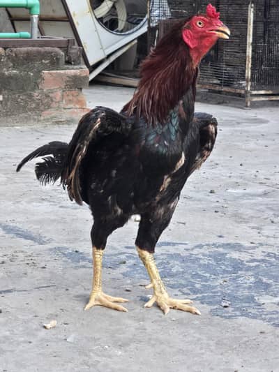 pair for sale egg laying