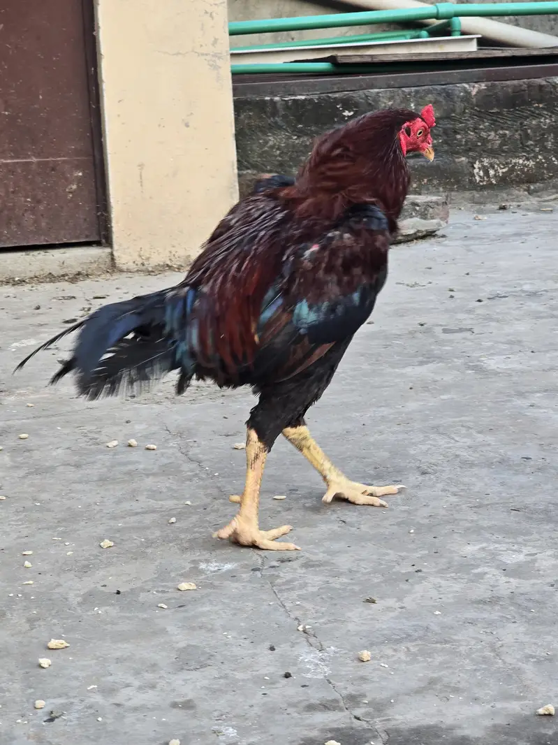 pair for sale egg laying — photo 2
