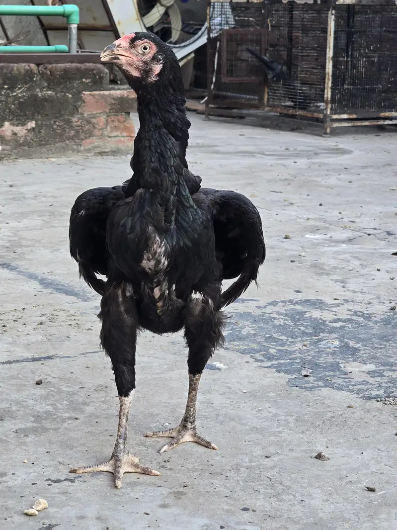 pair for sale egg laying — photo 3
