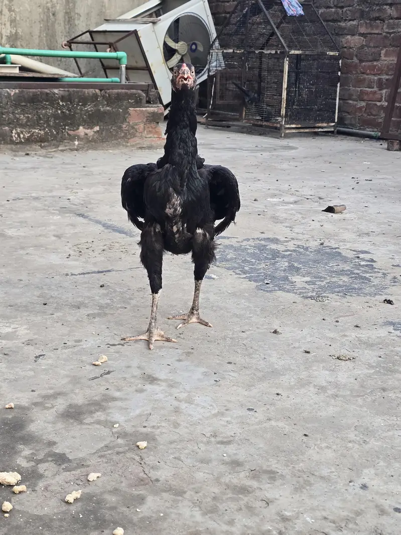 pair for sale egg laying — photo 4