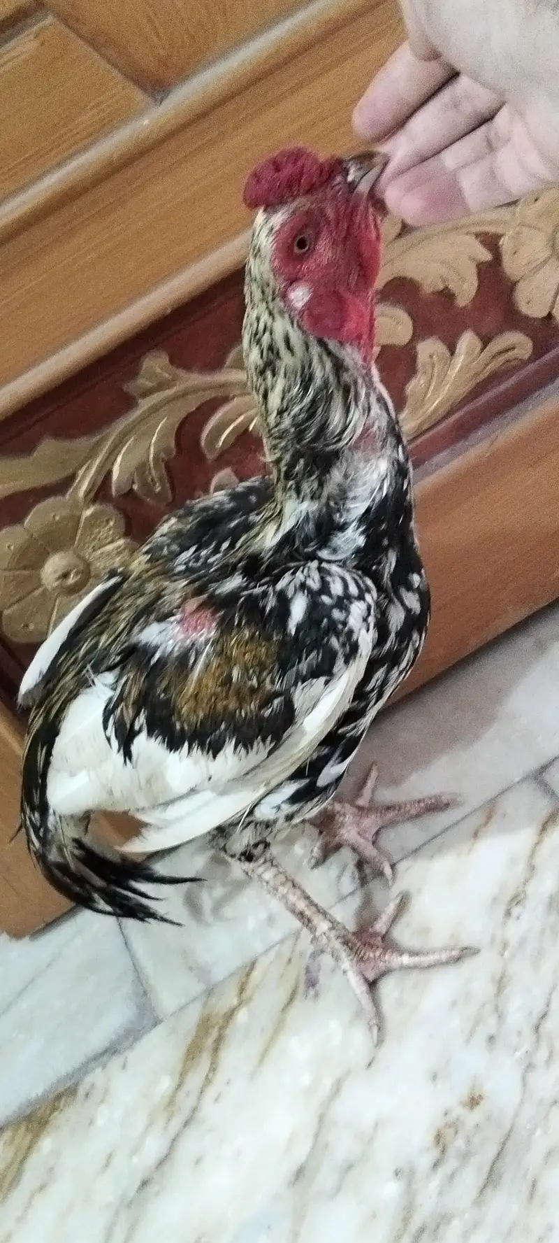aseel — photo 2