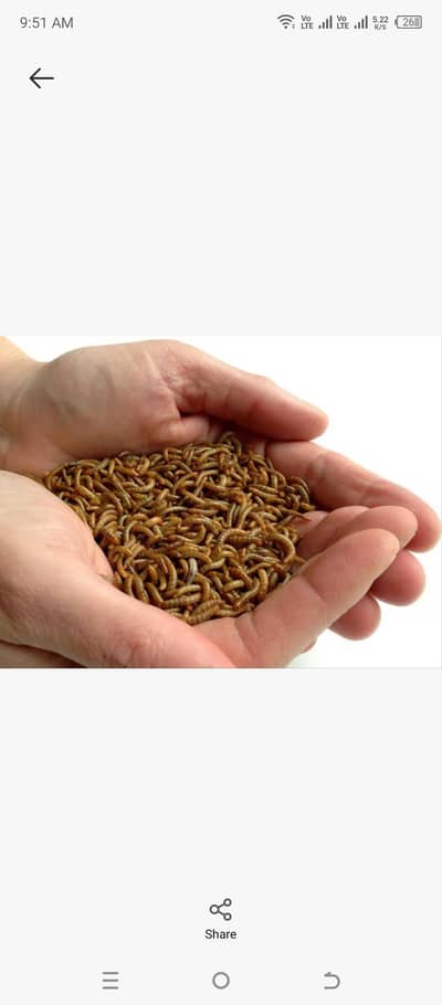 Live mealworms for pets and business