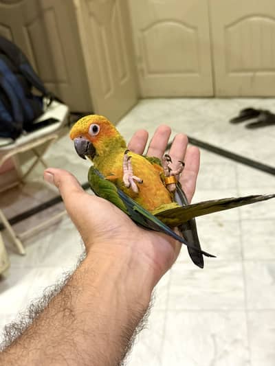 HandTamed SunConure 0 Bite