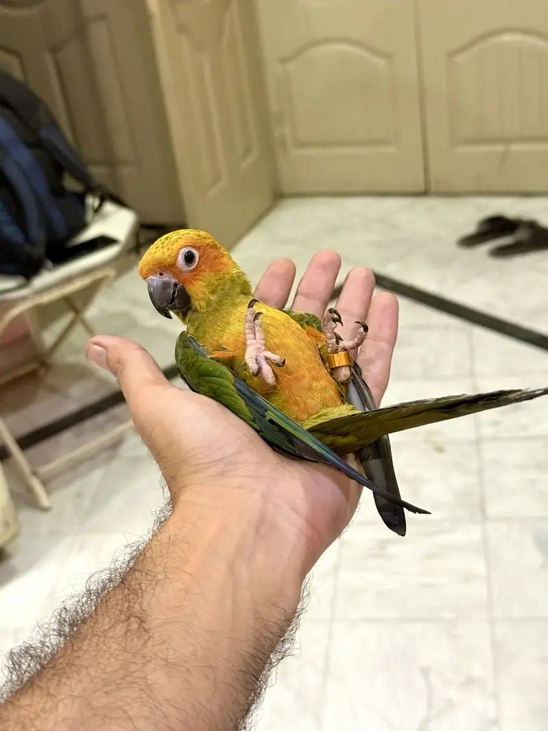 HandTamed SunConure 0 Bite — photo 2