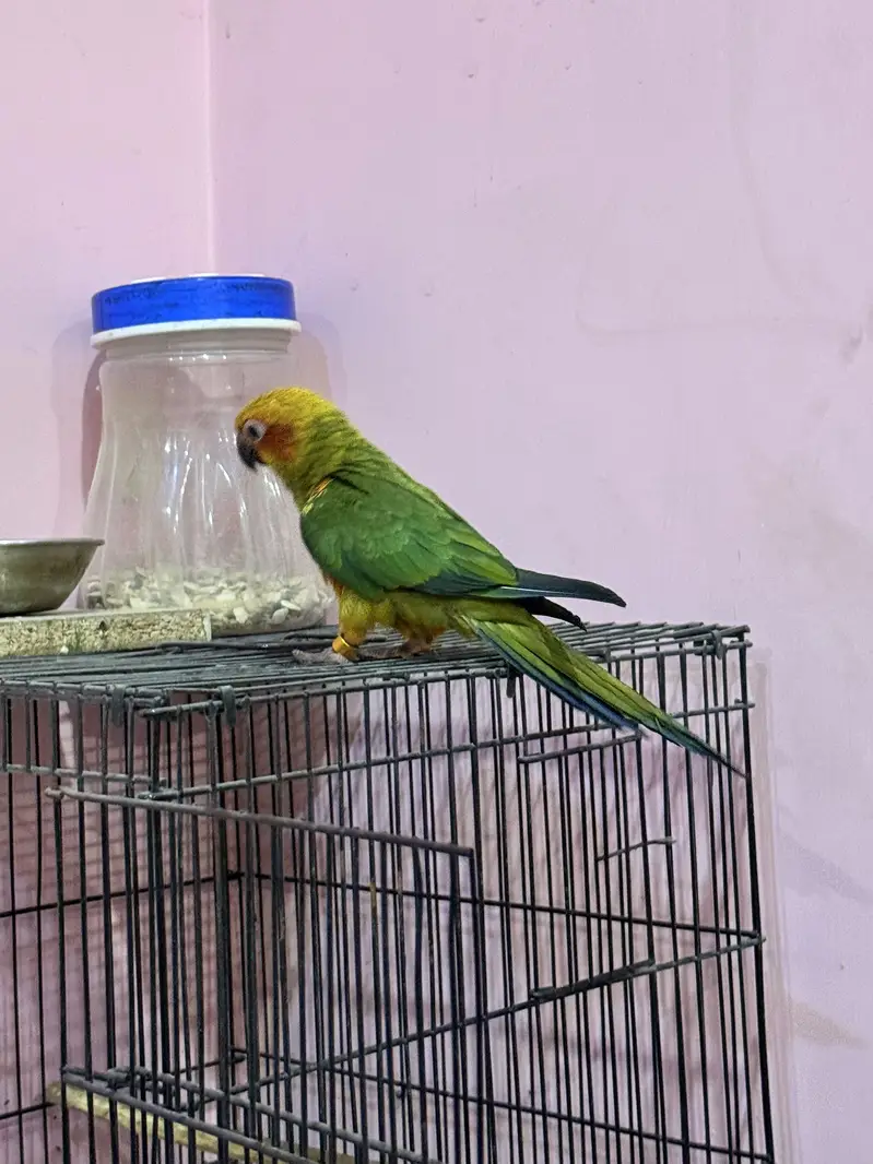 HandTamed SunConure 0 Bite — photo 3