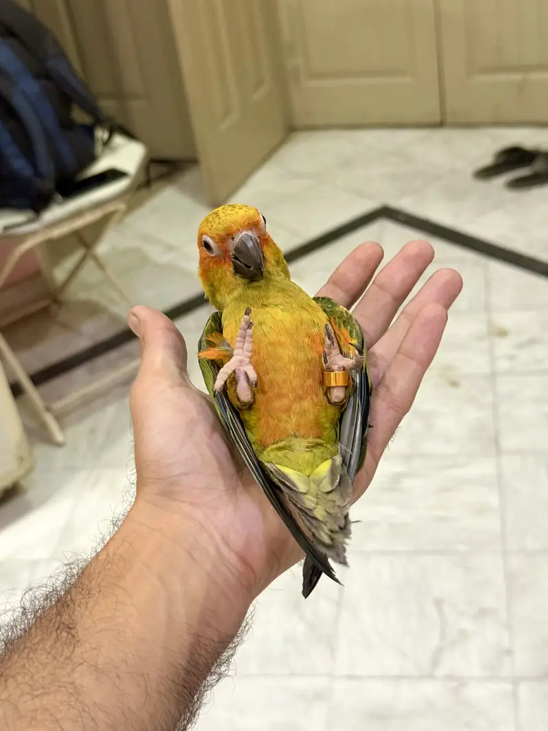 HandTamed SunConure 0 Bite — photo 5