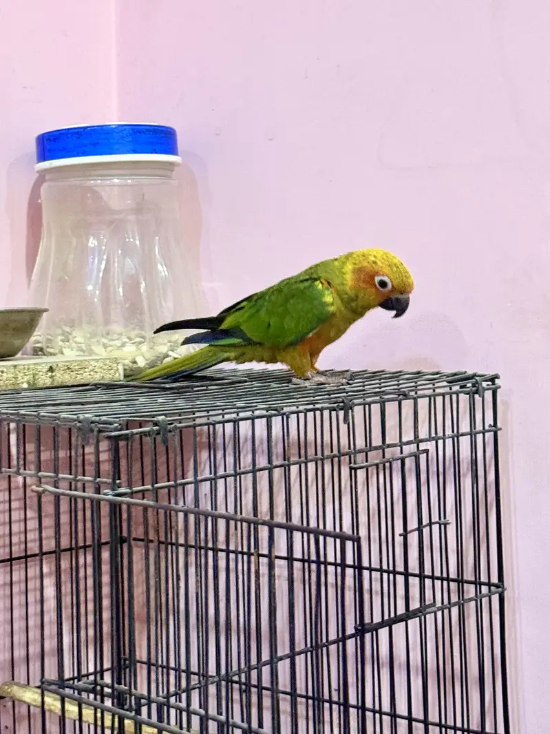 HandTamed SunConure 0 Bite — photo 6