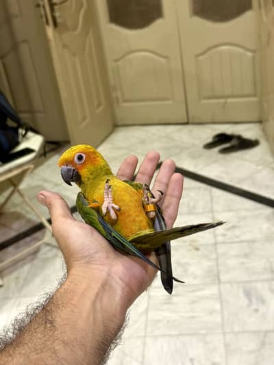 HandTamed SunConure 0 Bite