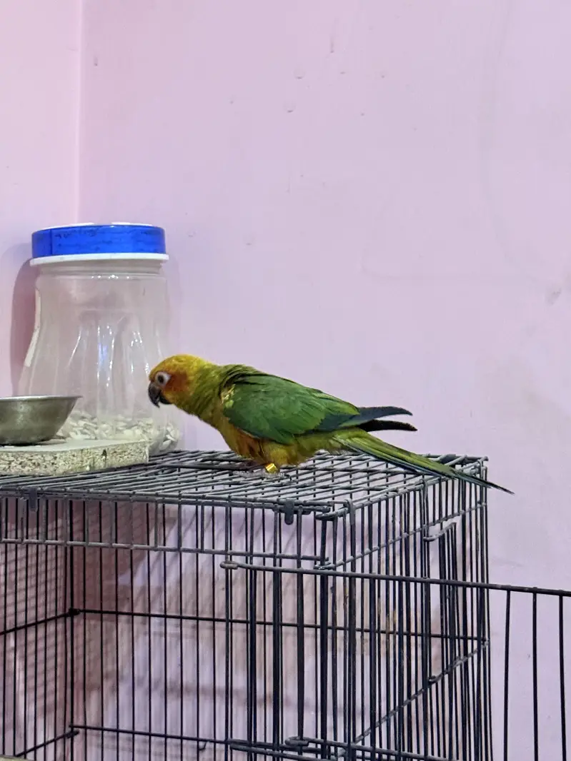 HandTamed SunConure 0 Bite — photo 7