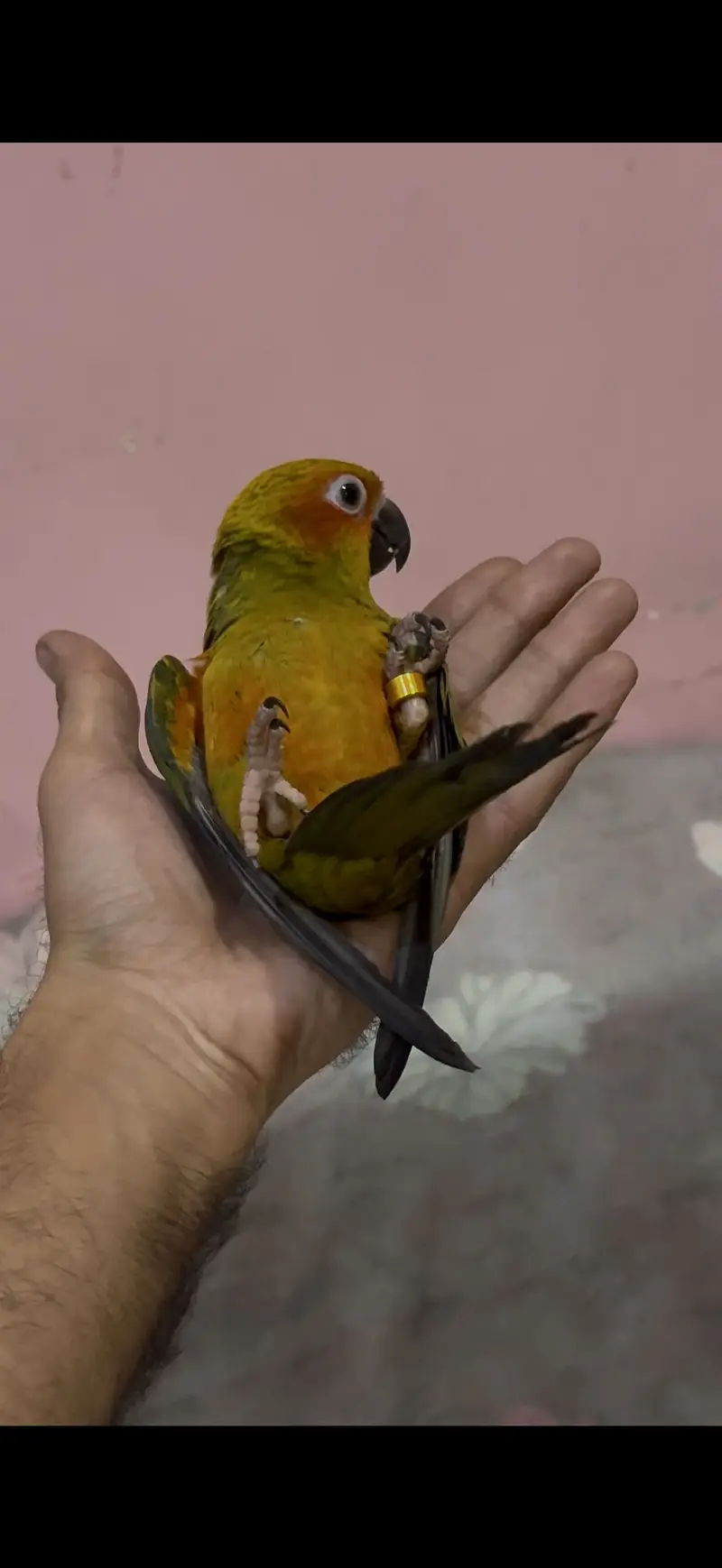 HandTamed SunConure 0 Bite — photo 4
