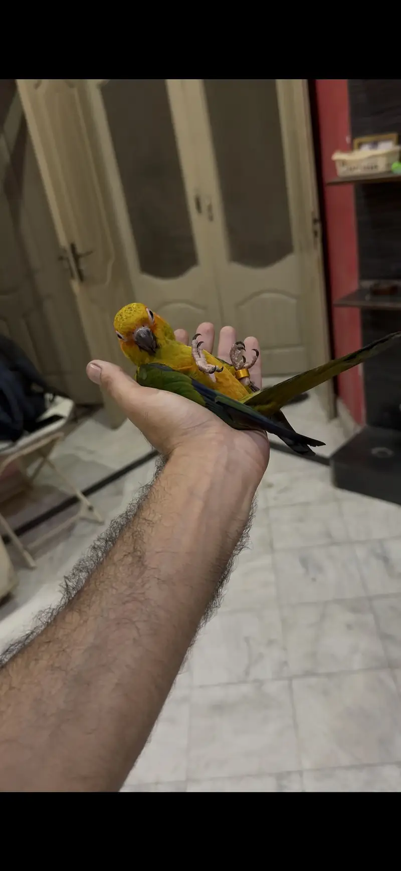 HandTamed SunConure 0 Bite — photo 8