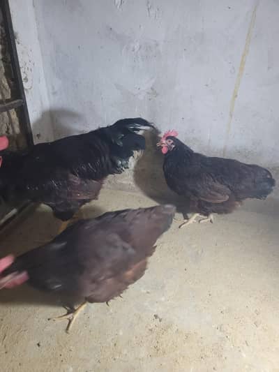 RIR heritage pure blood line breeder for sale