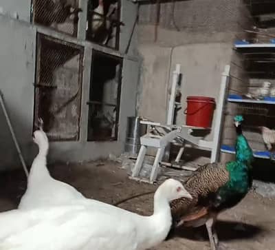 peacock pair white and black shoulder male
