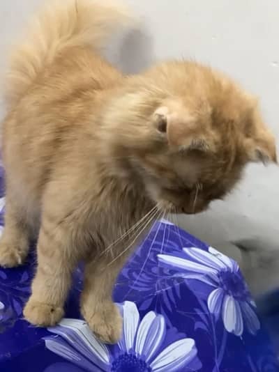Scottish fold longhair
