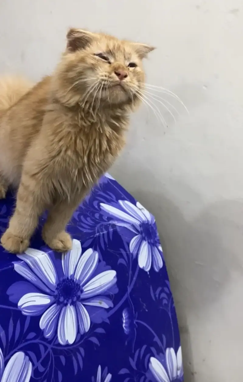 Scottish fold longhair — photo 2