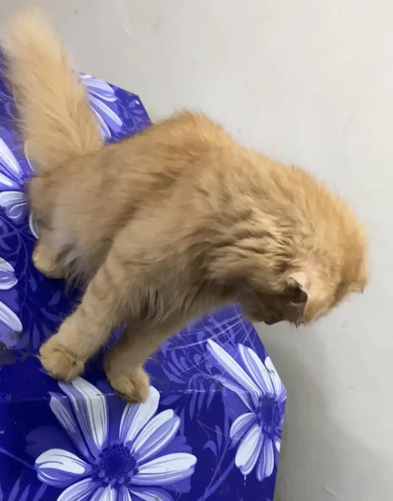 Scottish fold longhair — photo 3