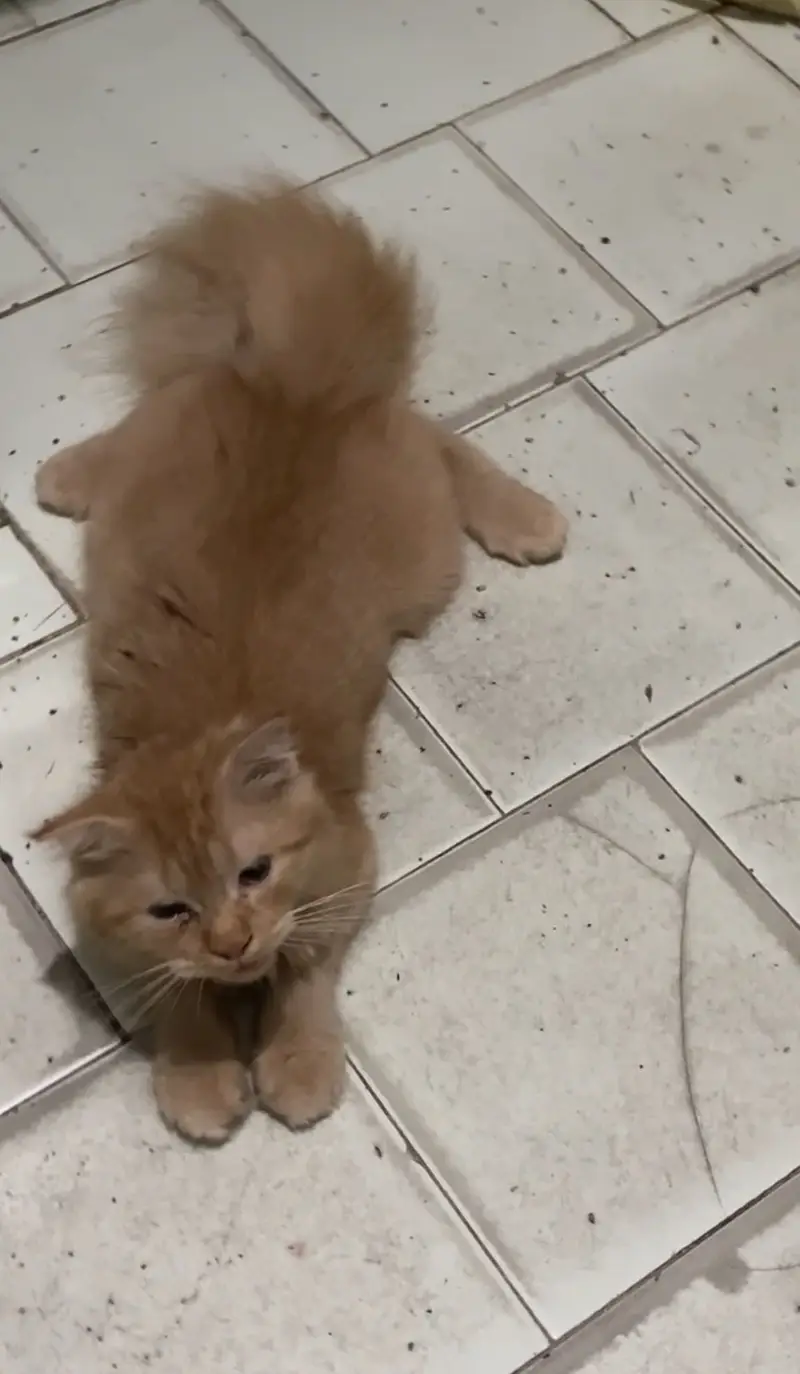 Scottish fold longhair — photo 4