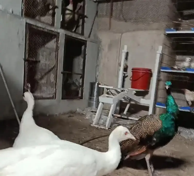 PEACOCK pair of white and black shoulder male