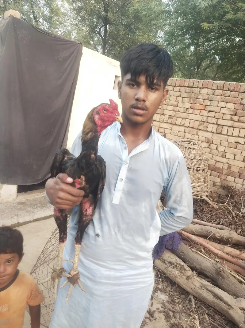 Jawa murgha for sell exchange possible 03104087590 — photo 2