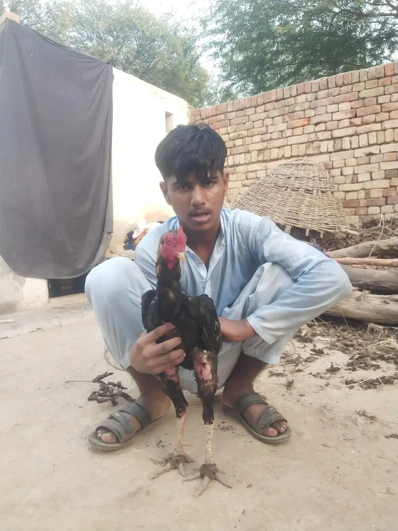 Jawa murgha for sell exchange possible 03104087590 — photo 3