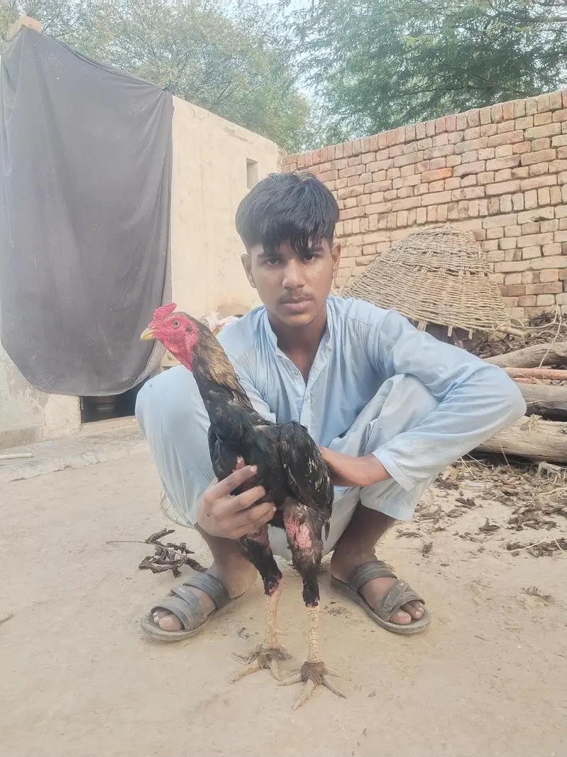 Jawa murgha for sell exchange possible 03104087590 — photo 4