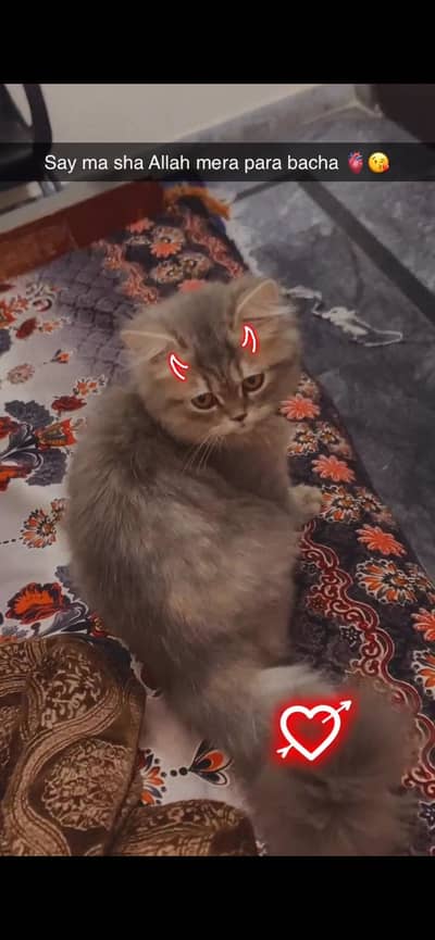 Cat sale reasonable price