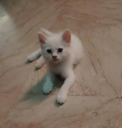 White Persian Kitten