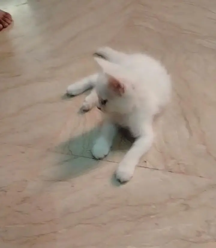 White Persian Kitten — photo 2