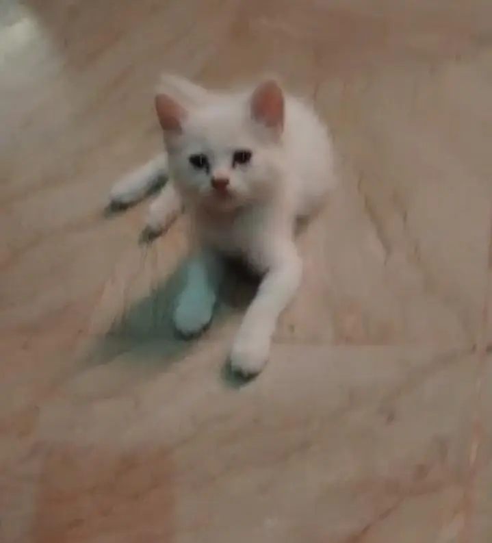 White Persian Kitten — photo 3