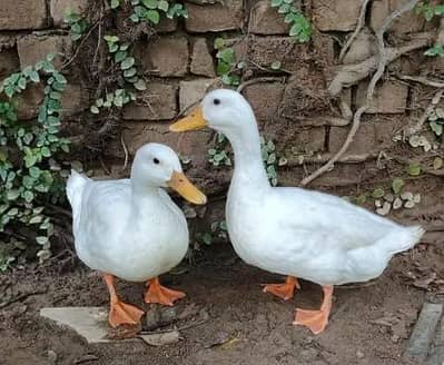 pure white pekin ducks pair healthy and active