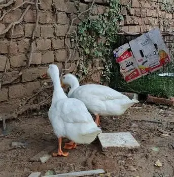 pure white pekin ducks pair healthy and active — photo 2